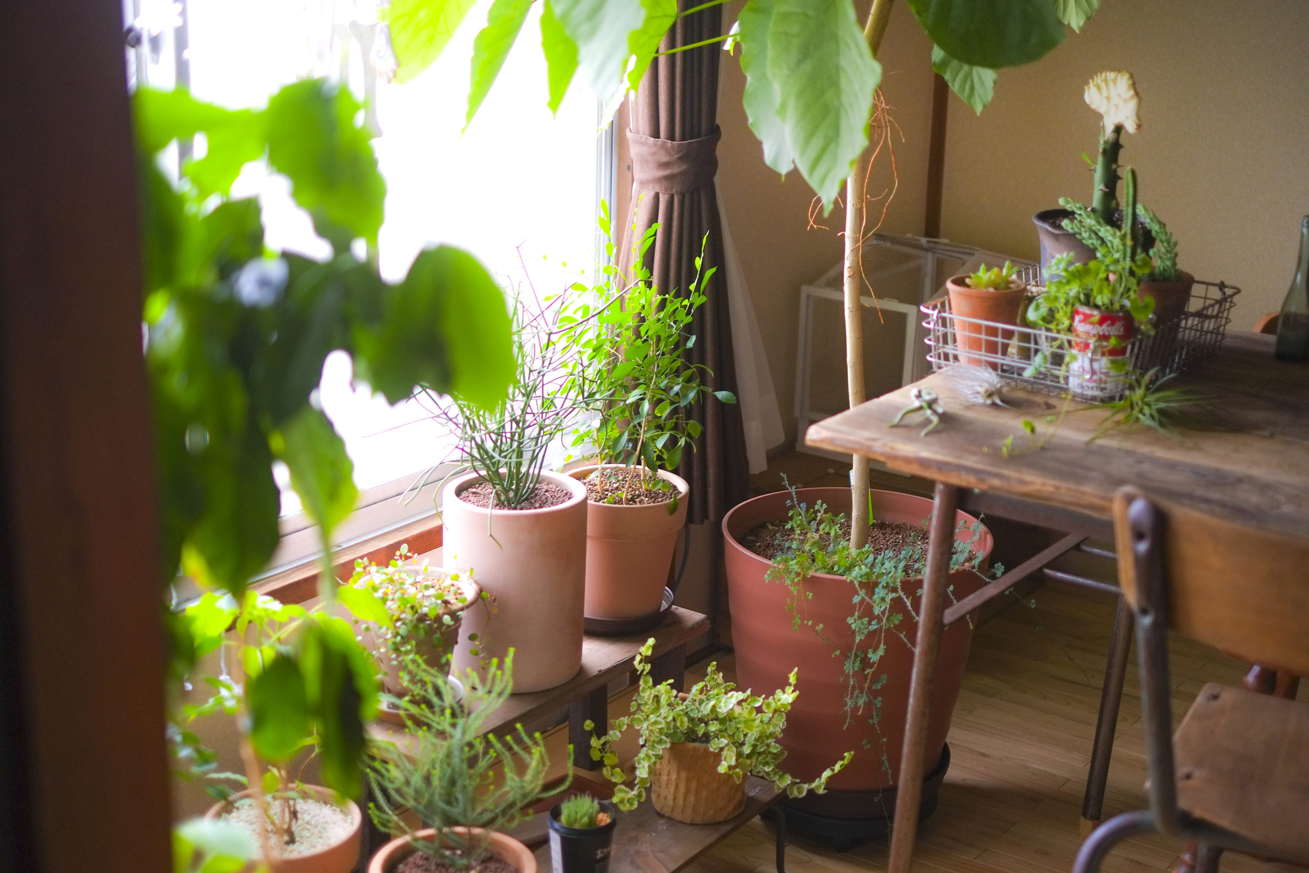 日清ガーデンメイト公式ホームページ | 日清ガーデンメイトのホームページです。当社商品である家庭園芸用の肥料や用土の情報をお届けします。